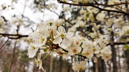 Flower season flora