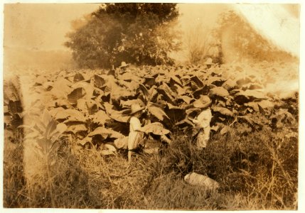 Amos is 6 and Horace 4 years old. Their father, John Neal is a renter and raises tobacco. He said (and the owner of the land confirmed it) that both these boys work day after day from LOC nclc.00575