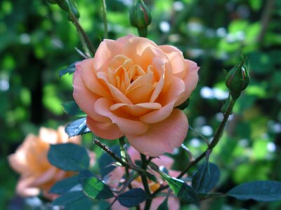 Plant nature blossom