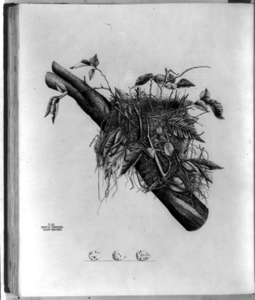 Ampelis Cedrorum, cedar wax-wing LCCN93507992