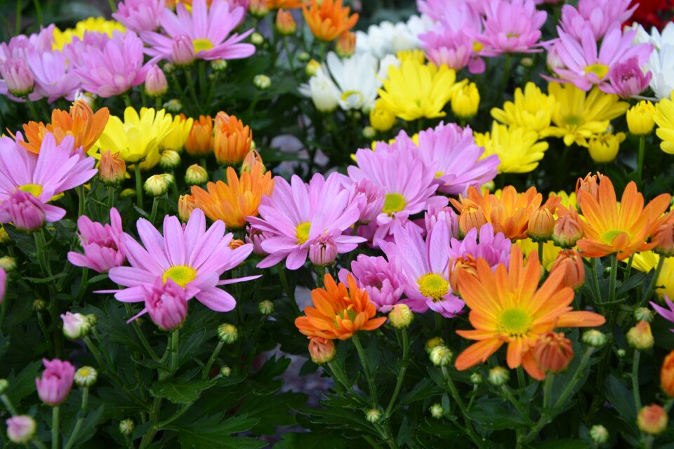 Yellow white summer