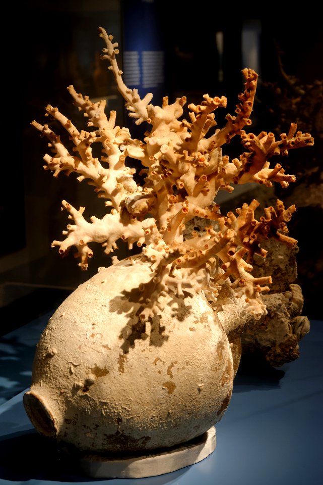 Amphora with coral Levanzo I shipwreck n1