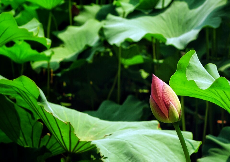 Summer greenery pond