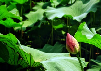Summer greenery pond