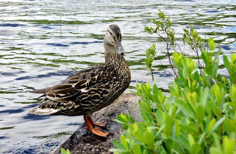 Wildlife water new hampshire