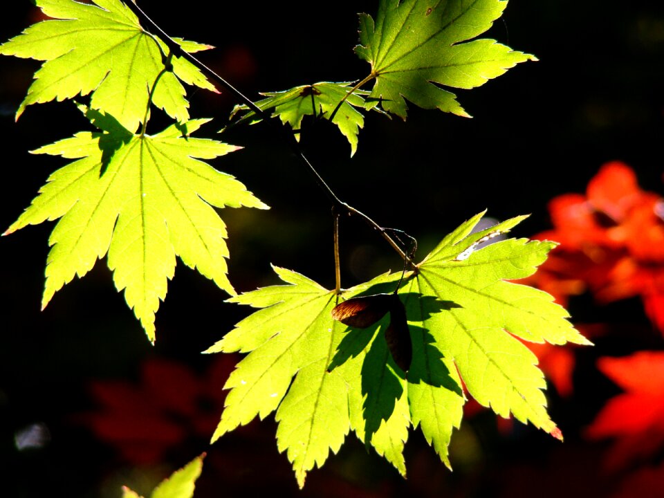 Leaves wood the leaves