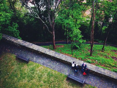 Grass trees benches photo