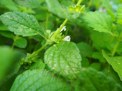 Herbs summer fresh