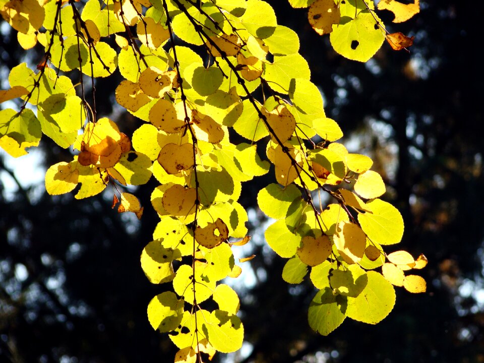 Leaves wood the leaves