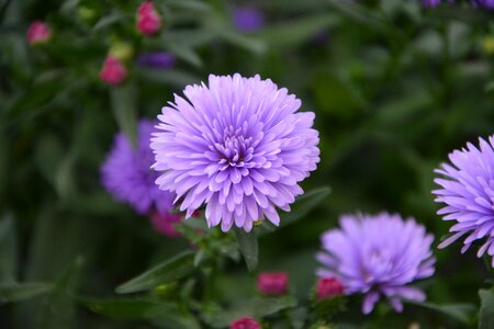 Purple flowers plant garden