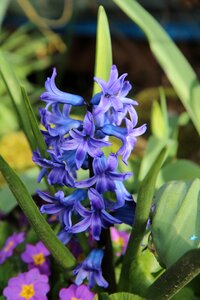 Hyacinth blue spring flower photo