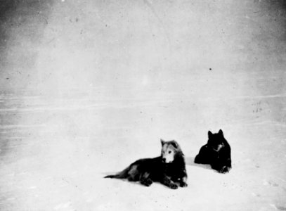 Amundsen's expedition at the South Pole - LOC 3c01002u photo