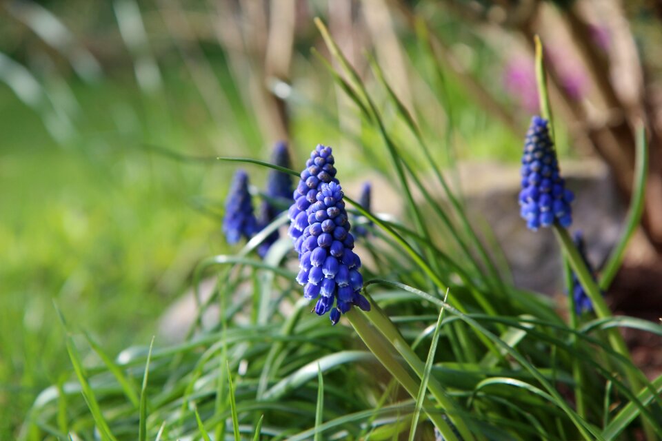 Blue flower spring blue flowers