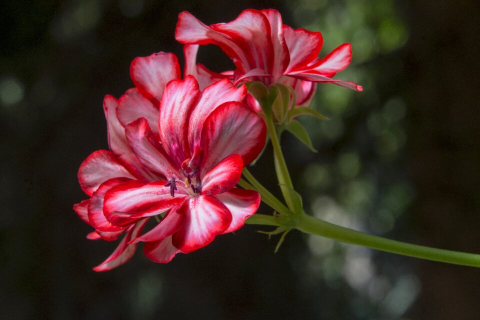 Plant potted flower summer flower