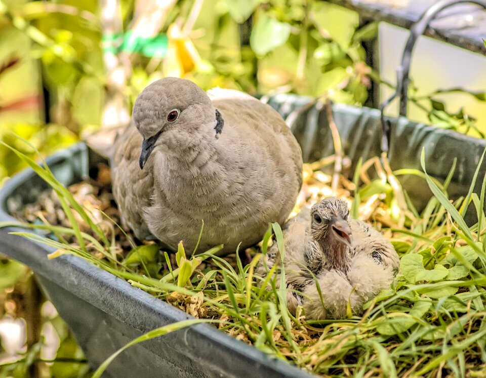 Feathers peak fauna