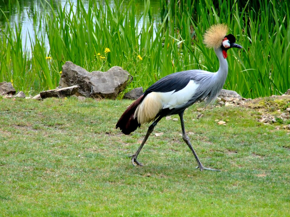 Animal world nature grass