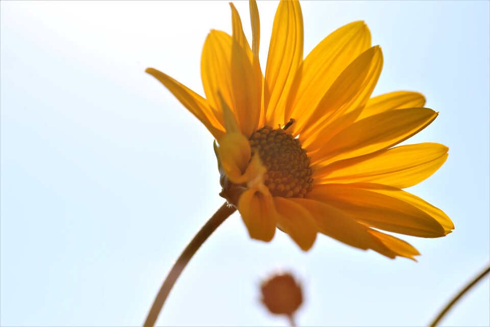 Blooming blue sky nature