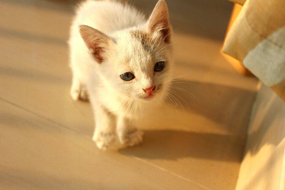 Kitten cat pussy photo