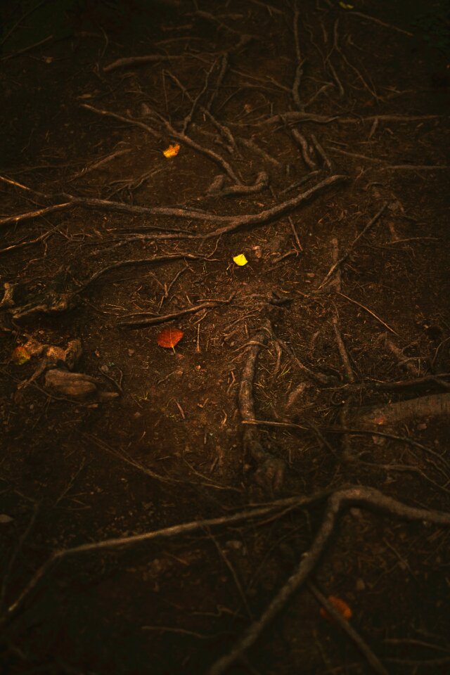Forest soil root