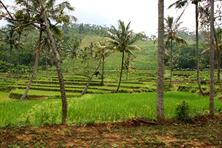 An irrigation system (4865388868)