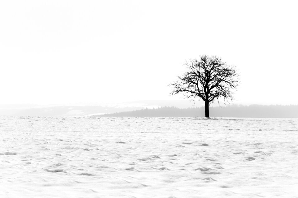 Nature fog tree