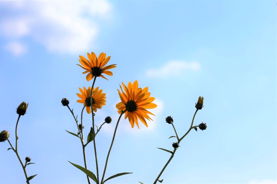 Blooming blue sky nature
