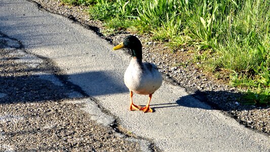 Lake outdoor animal