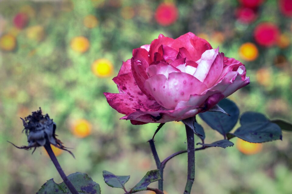 Bloom rose blooms flower bed
