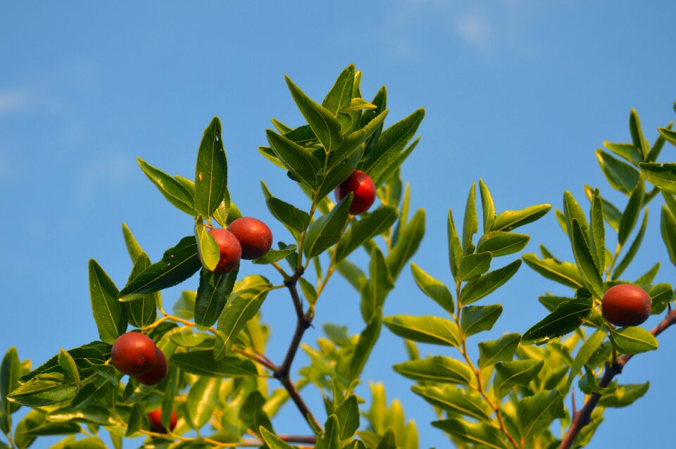 Fruit tree fruit green leaf