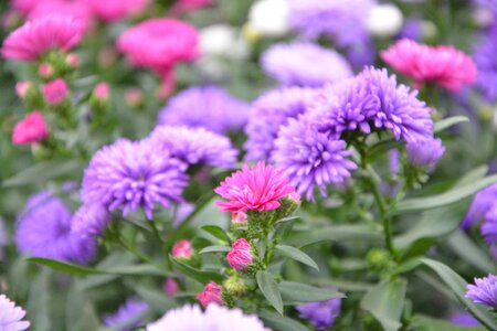 Plants flowering nature summer flowers