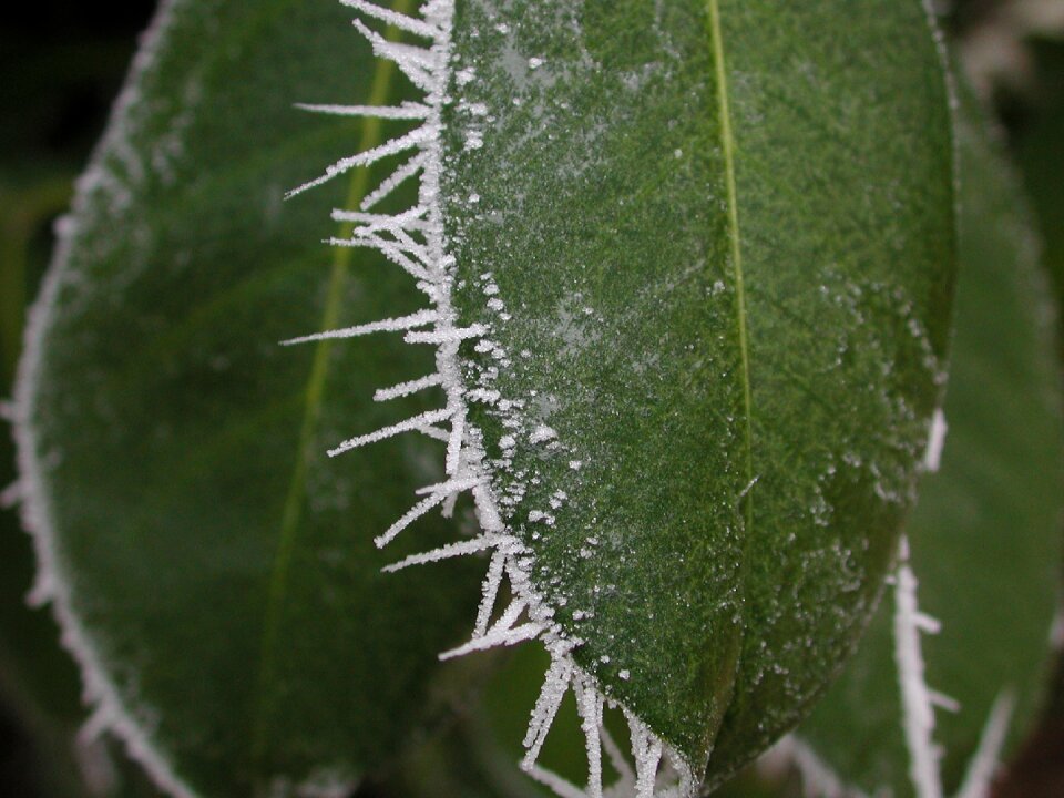 Spine frozen ice crystals