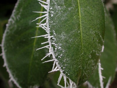 Spine frozen ice crystals