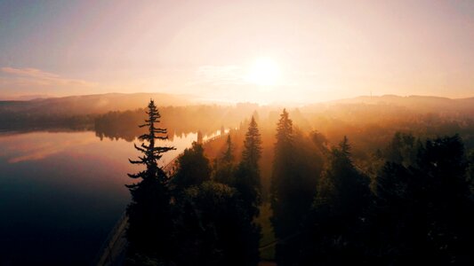 Forest trees sunset