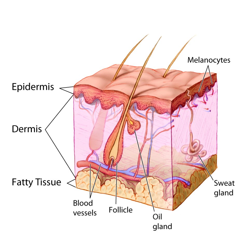 Anatomy The Skin - NCI Visuals Online