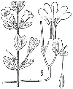 Anatomy of Dyschoriste oblongifolia