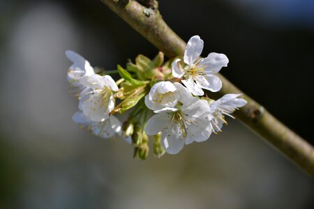 Blossom bloom cherry tree photo