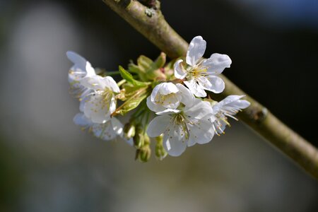 Blossom bloom cherry tree