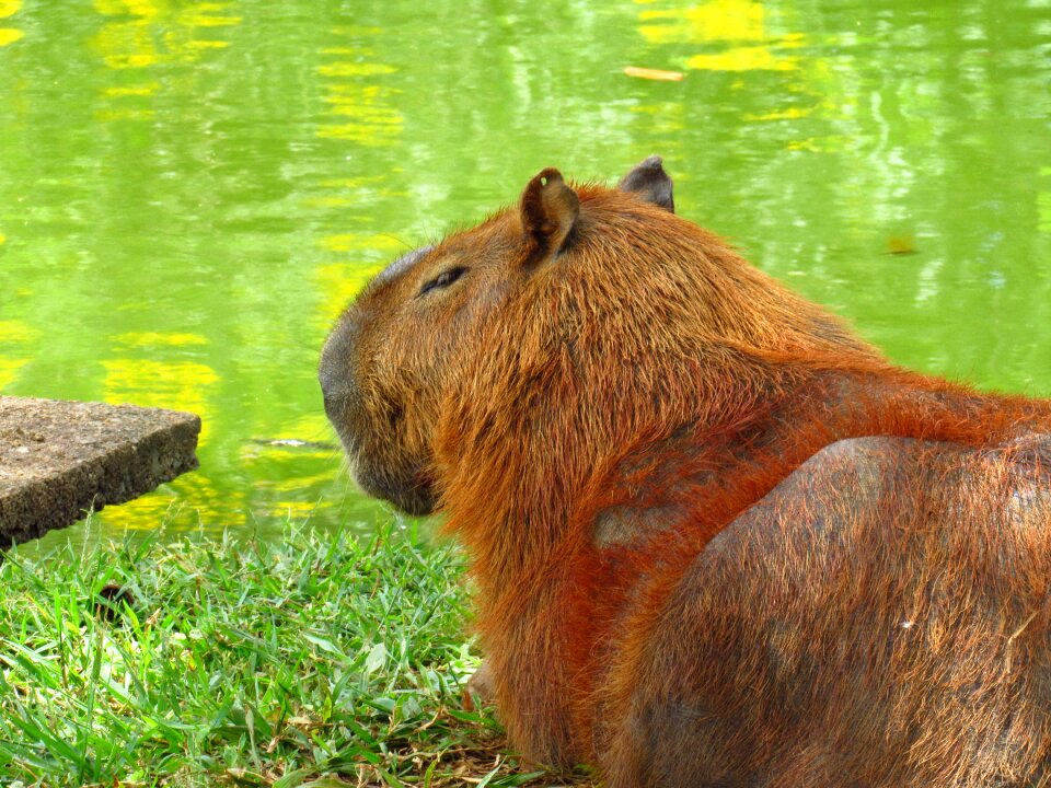 Nature lake mammal