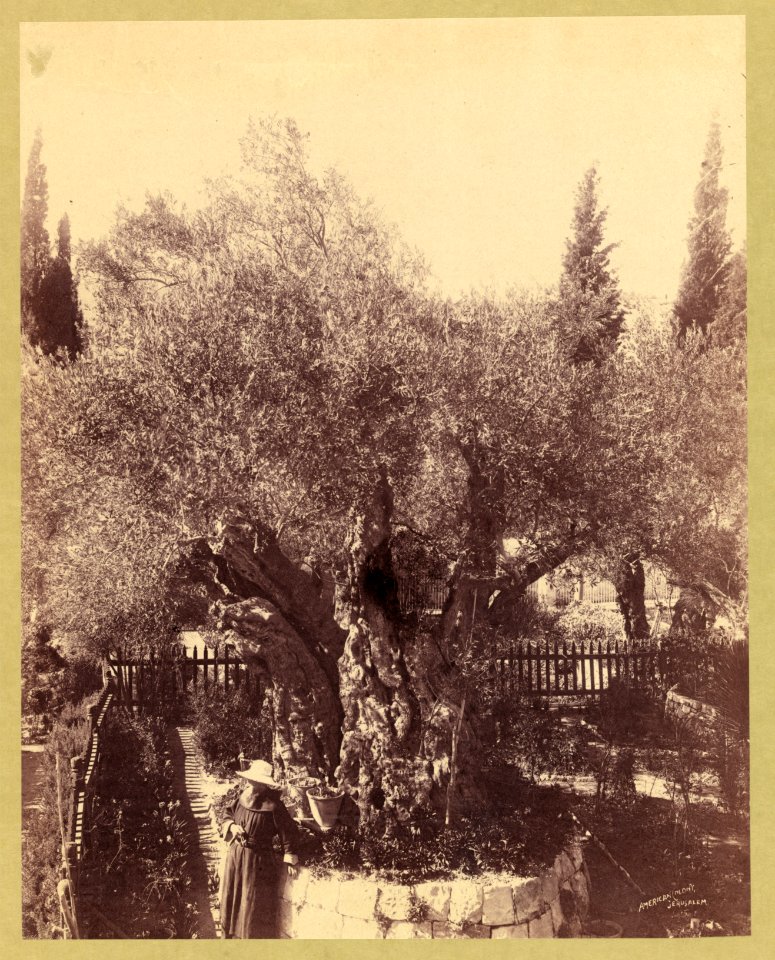 Ancient olive trees cared for by Franciscan monks, Palestine, Jerusalem, Garden of Gethsemane - American Colony, Jerusalem. LCCN2007675856