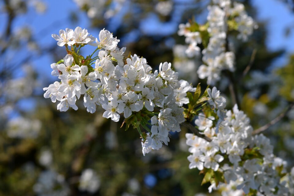Season spring cherry blossom