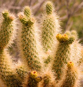 Succulent prickly teddy bear cactus