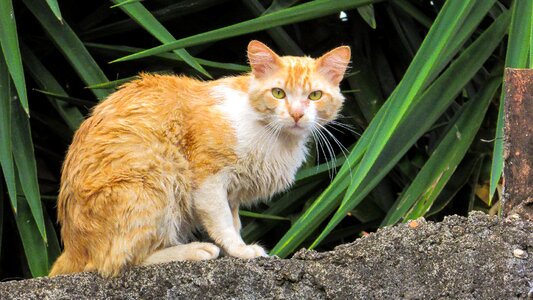 Domestic pet orange cat photo