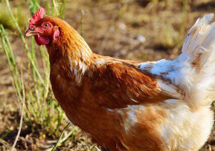 Free range livestock farm photo