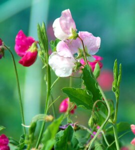 Summer petal pink