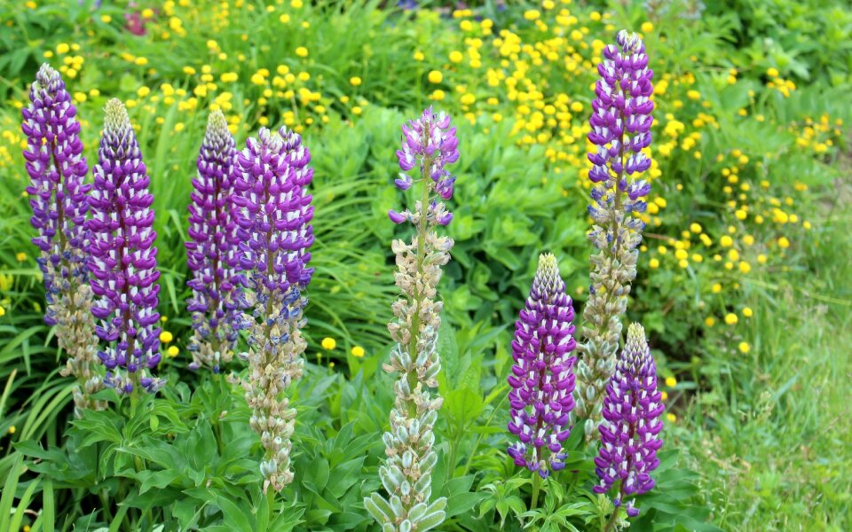 Lupine colored blooming photo