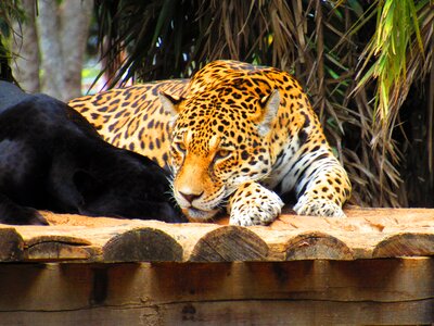 Zoo rest animal