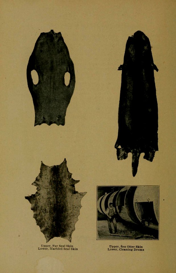 Andersch bros. hunters and trappers guide illustrating the fur bearing animals of North America the skins of which have a market value (1906) (Fur Seal, Marbled seal and Otter Skin; Cleaning Drums)