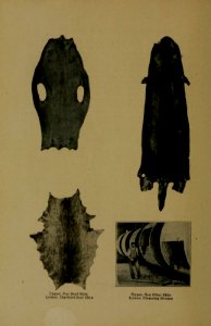 Andersch bros. hunters and trappers guide illustrating the fur bearing animals of North America the skins of which have a market value (1906) (Fur Seal, Marbled seal and Otter Skin; Cleaning Drums)