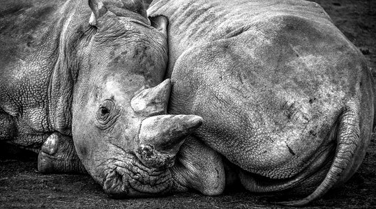 Animal black and white horn