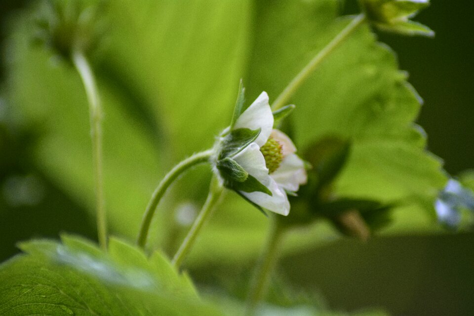 Flower fresh strawberry
